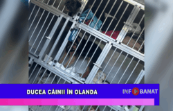 Ducea câinii în Olanda