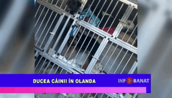 Ducea câinii în Olanda