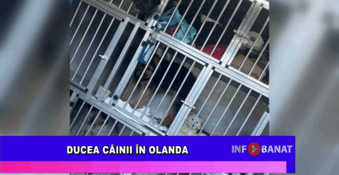 Ducea câinii în Olanda