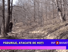 Pădurile, atacate de hoți