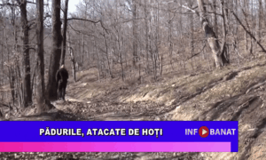 Pădurile, atacate de hoți