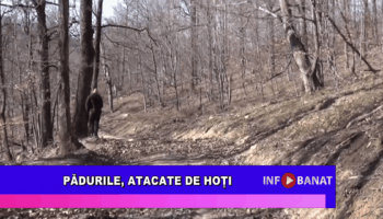 Pădurile, atacate de hoți