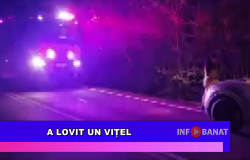 A lovit un vițel