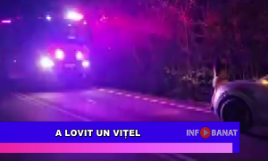 A lovit un vițel