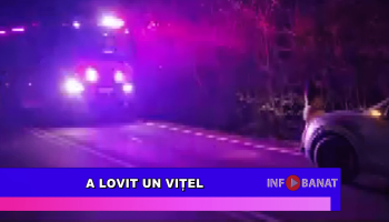 A lovit un vițel