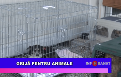Grijă pentru animale