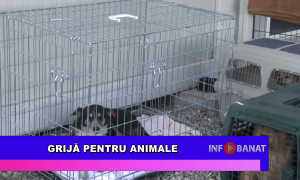 Grijă pentru animale