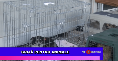 Grijă pentru animale