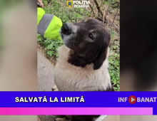 Salvată la limită