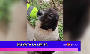Salvată la limită