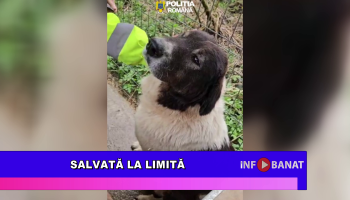 Salvată la limită