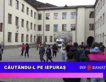 Căutându-l pe iepuraș