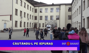 Căutându-l pe iepuraș