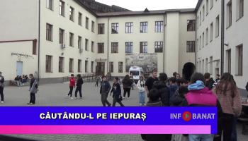 Căutându-l pe iepuraș
