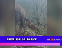 Priveliști sălbatice
