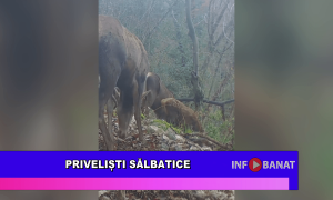 Priveliști sălbatice