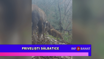 Priveliști sălbatice
