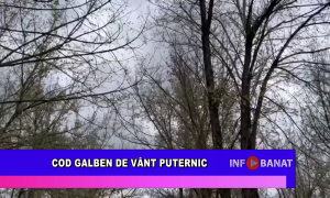 Cod galben de vânt puternic