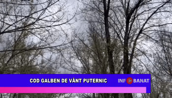 Cod galben de vânt puternic