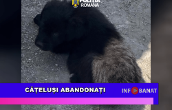 Cățeluși abandonați