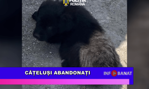 Cățeluși abandonați