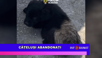 Cățeluși abandonați