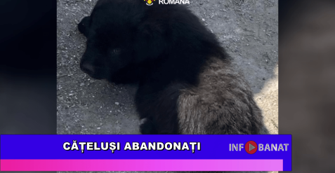 Cățeluși abandonați