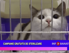 Campanie gratuită de sterilizare