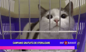Campanie gratuită de sterilizare