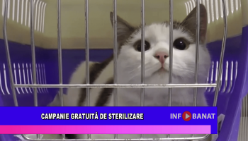 Campanie gratuită de sterilizare