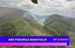 Ard pădurile Banatului