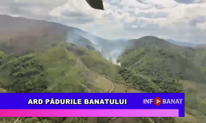 Ard pădurile Banatului