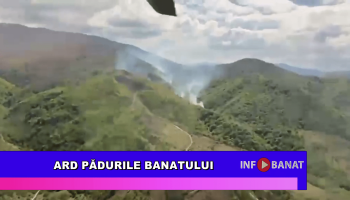 Ard pădurile Banatului