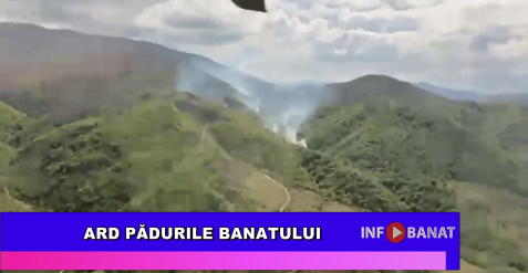 Ard pădurile Banatului