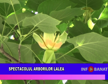 Spectacolul arborilor lalea