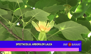 Spectacolul arborilor lalea