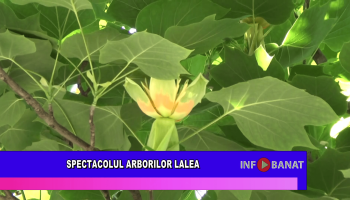Spectacolul arborilor lalea