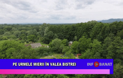 Pe urmele mierii în Valea Bistrei