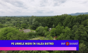 Pe urmele mierii în Valea Bistrei