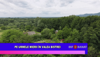 Pe urmele mierii în Valea Bistrei