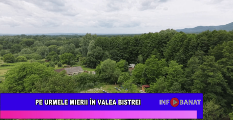 Pe urmele mierii în Valea Bistrei