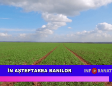În așteptarea banilor