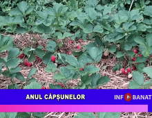 Anul căpșunelor