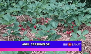 Anul căpșunelor