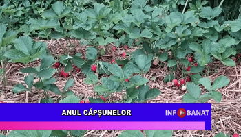 Anul căpșunelor