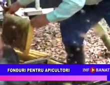 Fonduri pentru apicultori