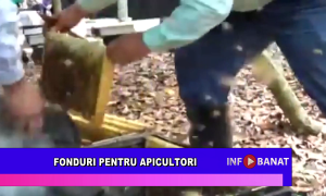 Fonduri pentru apicultori