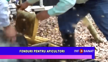 Fonduri pentru apicultori