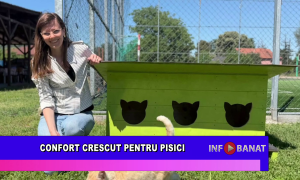 Confort crescut pentru pisici
