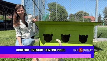 Confort crescut pentru pisici